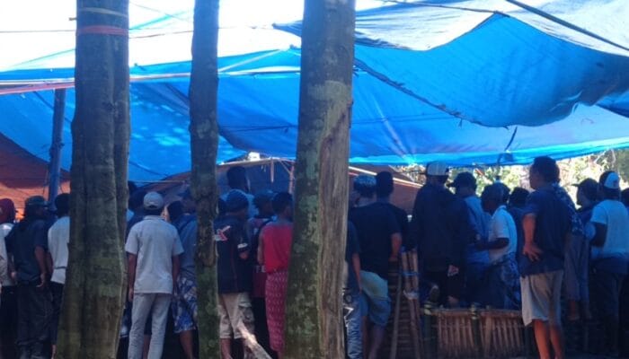 Meresahkan! Warga Minta APH Bubarkan Arena Judi Sabung Ayam di Lenek