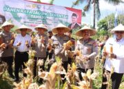 Dukung Ketahanan Pangan, Polda NTB Panen Raya Jagung di Lombok Timur