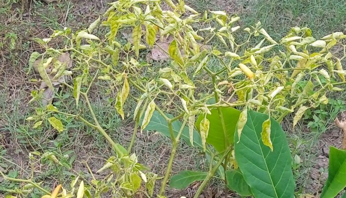 Cuaca Ekstrem Penyebab Produksi Cabai Menurun dan Harga Meningkat