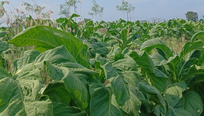 Petani Rugi Harga Tembakau Anjlok, KSPN dan SBMI NTB Ancam Demo Tutup Gudang