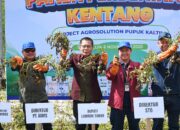 Dukung Ketahan Pangan, Wabup Lotim dan Kementan  Panen Benih Kentang di Sembalun